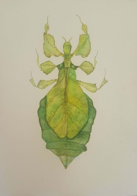 Leaf Insect Drawing, Leaf Bug Drawing, Insect Watercolor Painting, Natural Forms Gcse Final Piece, Watercolor Bugs Insects, Watercolor Beetle, Insects Watercolor, Leaf Reference, Insects Drawing