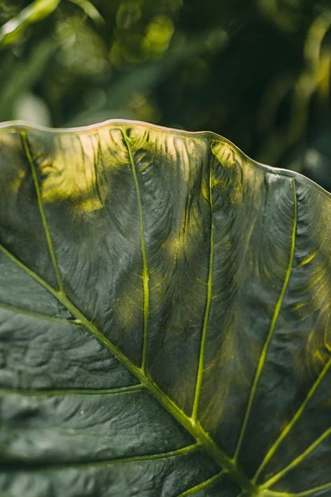 green leaf plant in close up photography photo – Free Image on Unsplash Plant Conservatory, Nature Film, Basil Leaf, Leaf Photography, Extreme Close Up, Leaf Plant, Close Up Photography, Plant Art, Green Leaf