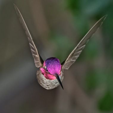 Fairy-wren: Annas Hummingbird. Photo By Good-e-nuf