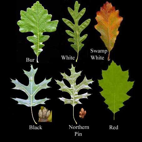 Identifying oak trees by leaves.                                                                                                                                                                                 More Tree Leaf Identification, Oak Tree Bark, Identifying Trees, Types Of Leaves, Leaf Identification, Oak Tree Tattoo, White Oak Tree, Tree Id, Tree Identification