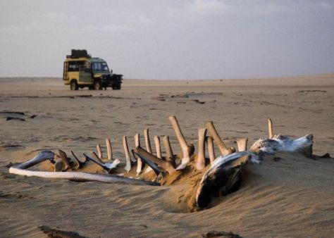 The Skeleton Coast is a barren area and particularly well named; many early explorers’ ships were wrecked here. Surprisingly, there is considerable wildlife further inland. The best way to visit is a fly-in safari. Skeleton Coast, Deserts Of The World, The Skeleton, Southern Africa, Uk Travel, Adventure Awaits, The Desert, Luxury Hotel, Places To See