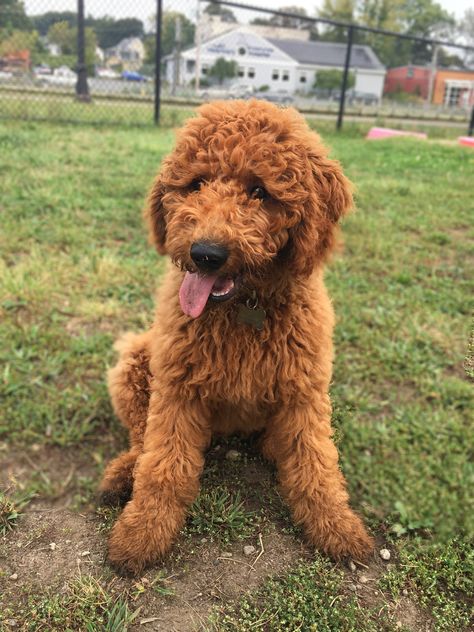 Playing at the park  #redgoldendoodle #goldendoodles #gingerbreadgoldendoodle goldendoodle #puppy Red Goldendoodle Full Grown, Mini Goldendoodle Full Grown, Goldendoodle Full Grown, Doodles Dog, Mini Goldendoodles, Red Goldendoodle, Playing At The Park, Irish Doodle, Goldendoodle Grooming