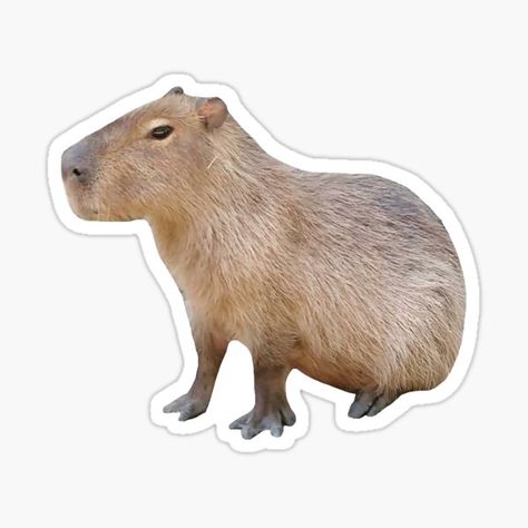 Pegatinas: Brazil | Redbubble Sitting Meme, Capybara Sticker, Guinea Pigs, South America, Print Images, Mammals, Sticker Design, Sticker Paper, Animal Lover