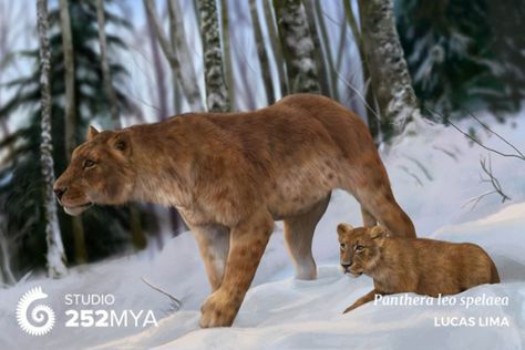 Studio 252MYA Panthera Leo Spelaea, Pleistocene Megafauna, Pleistocene Animals, Cave Lion, Prehistoric Painting, American Lion, Prehistoric Planet, Prehistoric Fauna, Prehistoric Mammals