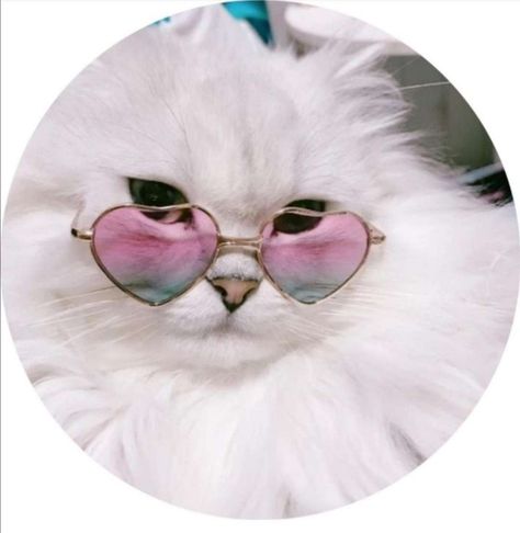 Cat Eyewear, Kawaii Logo, Cats Tumblr, Cat Glasses, Round Frames, Cat Aesthetic, Cat Wallpaper, Nose Bridge, Holiday Photos