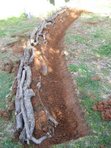 Food Forest Garden, Hillside Garden, Hillside Landscaping, Sloped Garden, Permaculture Gardening, Permaculture Design, Food Forest, Forest Garden, Rain Garden