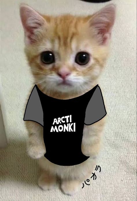 A cat wearing an Arctic Monkeys T-shirt Attic Monkeys, Arctic Monkeys Shirt, Arctic Monkeys T Shirt, Arctic Monkey, Clown Clothes, Monkey 3, Monkey T Shirt, Artic Monkeys, Music Mood