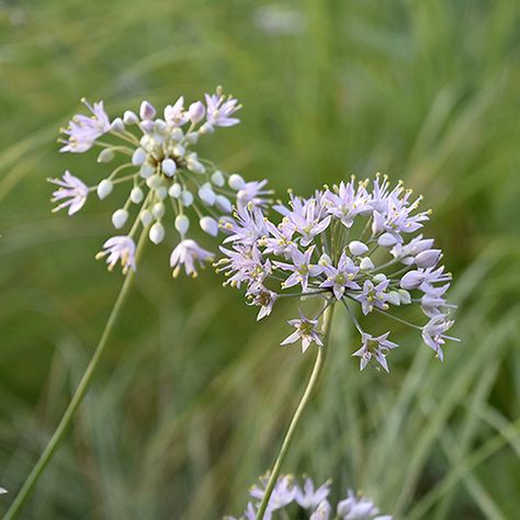 Allium cernuum (nodding wild onion) | Lurie Garden Allium Cernuum, Nodding Onion, February Flower, Lurie Garden, Wild Onion, Wild Onions, Attract Pollinators, Colorful Flowers, Wild Flowers