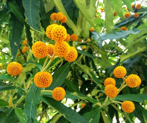 Architectural Flowers, Buddleja Globosa, Buddleia Davidii, Wildlife Garden Design, Flower Seed Gifts, Plant Advice, Sunset Garden, Sweet Woodruff, Plant Wishlist