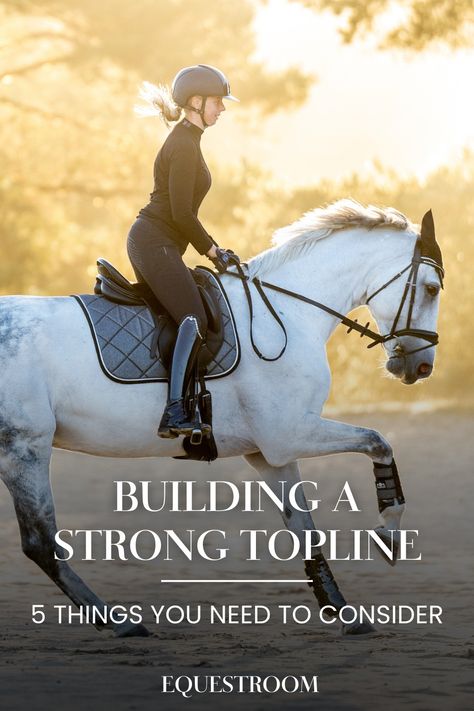 Horse
Horse care
Horse training 
Topline Equestrian Tips, Equestrian Training, Horse Training Tips, Riding Lessons, Equestrian Lifestyle, Horse Health, Horse Training, Horse Care, Horse Stuff