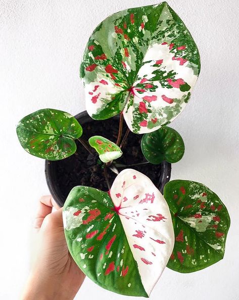 BEAUTY PLANTS on Instagram: “🌱 @indoorjungledecor . . . . . 🌱 Caladium bicolor . . کالادیوم بیکالر . . . . 📸 @wachistudio . . Advertising is available on five…” Growing Monstera, Caladium Garden, House Plant Decor, Monstera Standleyana, Caladium Plant, Plants Are Friends, Plant Tags, Elephant Ears, Office Plants