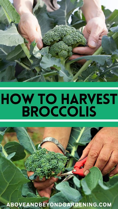 How to harvest broccolis the right way? Perfect gardening for beginners guide to care for your broccolis and get tons of them. Easy gardening hacks. How To Harvest Broccoli, Harvesting Broccoli, Easy Gardening Hacks, Crunchy Broccoli, Easy Gardening, Gardening Hacks, Gardening For Beginners, Beginners Guide, No Time