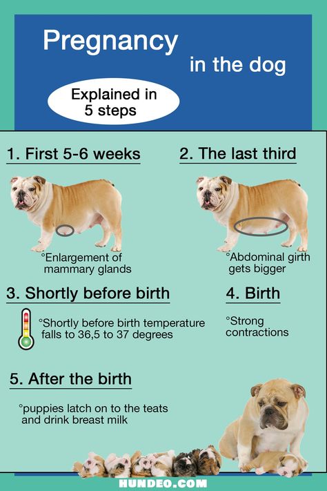 Dog Gestation Chart, Pregnant Dog Food, Pregnant Dog Care Tips, Dog Pregnancy Stages, Puppy Whelping, Dog Breeding Kennels, Dog Whelping, Dog Whelping Box, Mountain Doodles