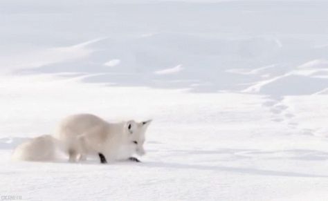 Fox Gif, Arctic Fox, Like Animals, Animal Planet, 귀여운 동물, Animal Gifs, Videos Funny, Spirit Animal, Animal Kingdom