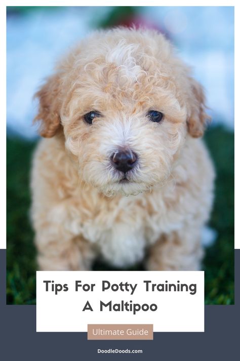 Maltipoo Training, Dog Clicker Training, Dog Commands, Maltipoo Dog, Elderly Dogs, Dog Behavior Training, Puppy Obedience Training, Dog Potty, Dog Potty Training