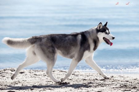 Siberian Husky... Walking on the beach. Husky Reference, Husky Running, Puppy Swimming, Dog Reference, Husky Pet, White Siberian Husky, Husky Puppies For Sale, Husky Puppies, Walking On The Beach