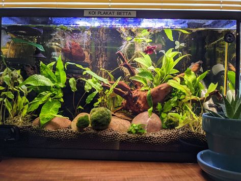 Planted 10 gallon tank with driftwood 40 Gallon Freshwater Aquarium Ideas, Modern Fish Tank Decor, 10gallon Fish Tank, Fish Tank 10 Gallon Ideas, 10 Gallon Planted Tank, 10 Gallon Shrimp Tank, Driftwood Fish Tank, Planted 10 Gallon Aquarium, Fish Tank Set Up Freshwater Aquarium