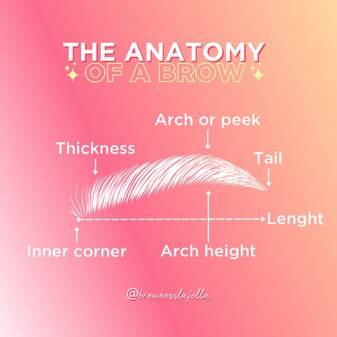 These are the basics for Brow Anatomy ✨ Have you noticed how one arch is bigger than the other? 🤔 Or one brow is longer than the other? That is normal and it's due to your bone structure and your muscles. But with microblading we measure your brows 📐 and, using the golden ratio, we design new brows based on your facial features and create the perfect brows for you 💕 Do you want to have tailor-made brows? Book a consultation! The link is in the bio 🙌 Brow Shaping Guide, Eye Brow Mapping, Eyebrow Anatomy, Brow Station, Microblade Eyebrows, Eyebrow Business, Beauty School Cosmetology, Pmu Brows, Mircoblading Eyebrows