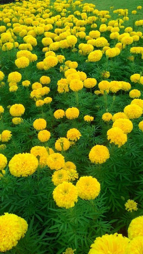 Nature Pictures Flowers, Yellow Marigold, Pictures Flowers, Valley Of Flowers, Virtual Flowers, Lovely Flowers Wallpaper, Floral Wallpaper Phone, Nothing But Flowers, Wallpaper Nature Flowers