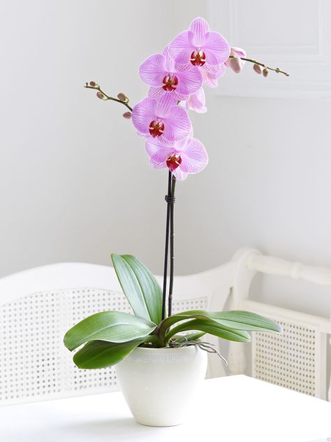 How to Grow Orchids Winter Flowers Garden, Phalaenopsis Orchid Care, Orchids In Water, Flowers Orchids, Corak Menjahit, Orchids Flowers, Most Popular Flowers, Orchid Plant, Growing Orchids