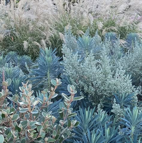 Correa Alba Plants, Mediterranean Planting Scheme, Miscanthus Transmorrisonensis, Correa Alba, Euphorbia Characias, Natural Gardens, Planting Combinations, Plant Combos, Australian Garden Design