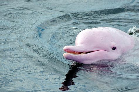 Pink Dolphin in Orinoco River Venezuela Albino Dolphin, Chinese White Dolphin, Pink River Dolphin, Pink River, River Dolphin, Pink Dolphin, Amazon River, Amazon Rainforest, Ocean Animals