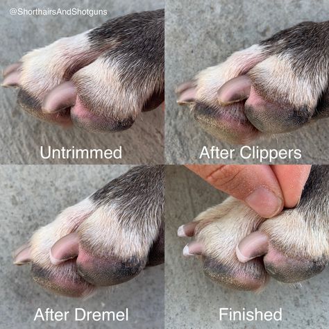 The Art of Nail Trimming - Part 1 Dogs Nails, Nail Trimming, Bad Behavior, Dog Nails, Health And Happiness, Trim Nails, English Bull, Mans Best Friend, Dog Grooming