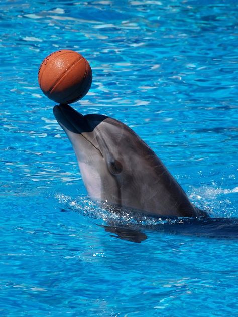 Talented basketball player by DakanCZ Aesthetic Sea Animals, Sea Theme Nursery, Fish Tank Drawing, Dolphin Funny, Dolphin Photography, Sea Themed Nursery, Tattoo Sea, Sea Life Painting, Dolphin Images