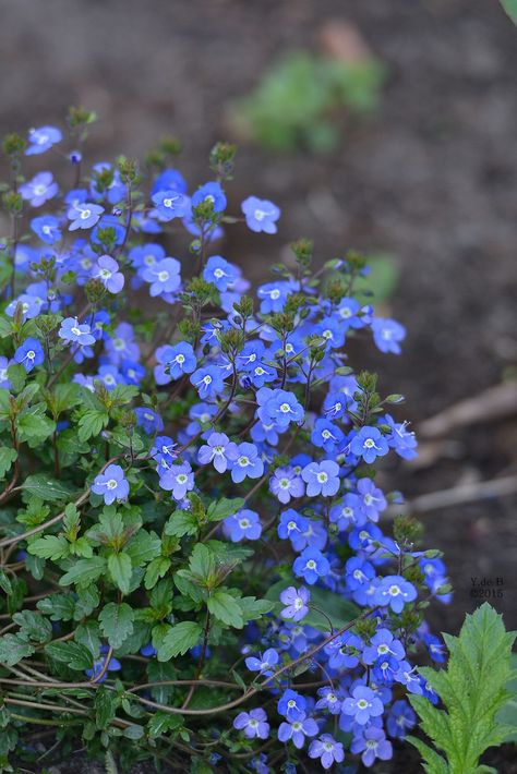 Veronica chamaedrys | Family: Plantaginaceae Veronica Chamaedrys, Nature Vs Nurture, Flower Bed Designs, Yellow Plants, Blue And Purple Flowers, Beautiful Images Nature, Tiger Lily, Back Garden, Flowers Nature