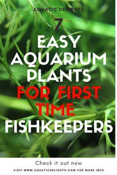 Live plants are a great way to set up and decorate your first aquarium. Besides looking better than their artificial counterparts they offer a plethora of benefits. These benefits include a place for your fish to hide, soaking up excess waste in the aquarium and more. Live Plants Fish Tank, Easy Aquatic Plants, Live Plants For Fish Tanks, Plants In Aquarium Fish Tanks, Live Plants In Fish Tank, Plants For Aquarium Tanks, Live Plants For Betta Tank, Live Plant Fish Tank Ideas, Live Plant Aquarium Ideas