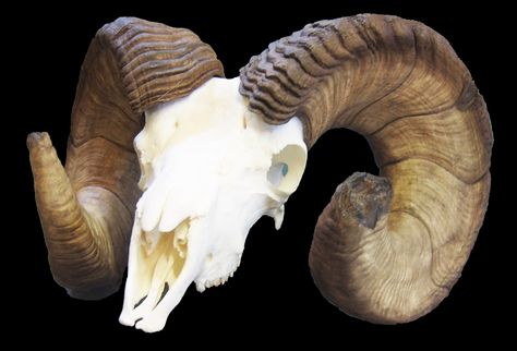 Bighorn sheep skull Big Horn Sheep Skull, Sheep Skull, Big Horn Sheep, Bighorn Sheep, Reference Images, Skull Tattoo, Sheep, Lion Sculpture, Statue