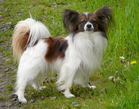 Can You Identify Dog Breeds Based On Their Tails Papillon Dog Puppy, Best Small Dog Breeds, Friendly Dog Breeds, Best Small Dogs, Papillon Puppy, Smartest Dog Breeds, Alaskan Klee Kai, Dog Breeds List, English Toy Spaniel