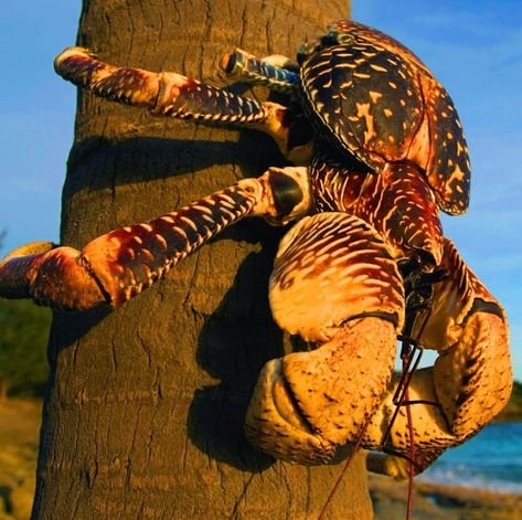 Robber Crab, Creature Animation, Land Crab, Coconut Crab, Fish Rocks, Christmas Island, Coconut Trees, Interesting Animals, Creature Drawings