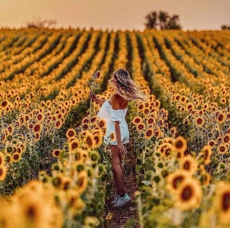 girlsdreamstravel Sunflower Field Photography, Sunflower Field Pictures, A Field Of Sunflowers, Field Of Sunflowers, Sunflower Photography, Sunflower Photo, Sunflower Pictures, Sunflower Field, Fields Photography