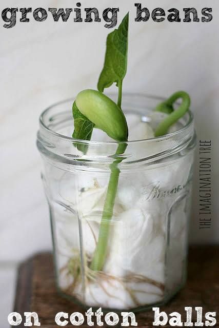 All you need for this easy activity is a glass jar or bottle, some cotton balls and a bean!  Fill a glass jar with cotton balls. Place a bean on either side of the jar in the cotton balls. Water down the cotton balls till they are damp but not overly wet.   You'll see sprout growth within a few days. After about 3 weeks, remove fully formed bean stalk from the glass jar and replant into a soil filled container!  Great project for adults or kids!! Grow Beans, Growing Beans, Imagination Tree, Kid Science, Plant Science, Kindergarten Science, Preschool Science, E Mc2, Cotton Balls