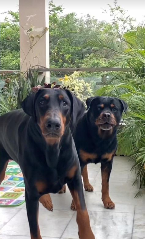 Guard Dog Aesthetic, Doberman And Rottweiler, Rottweiler And Doberman, Puppy Fever, Rottweiler Mix, Doberman Puppy, Huge Dogs, Three Dogs, Dream Dog