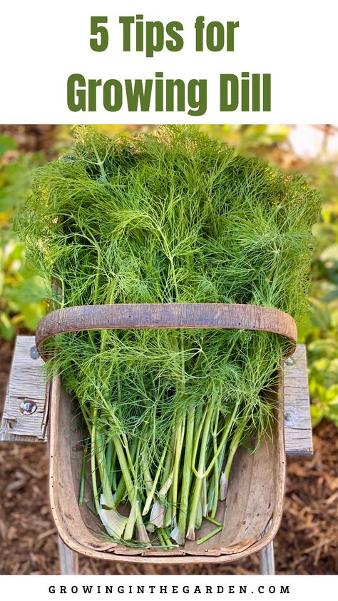 What To Do With Herbs From Garden, Dill Growing Tips, How To Grow Dill In A Pot, Growing Dill Outdoors, Growing Dill Indoors, Growing Dill In A Container, Dill Plant How To Grow, Preserve Dill, Growing Dill From Seed