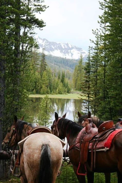 I want to be here ♡ Koci Humor, Ranch Life, Horse Life, Appaloosa, Trail Riding, Quarter Horse, Horse Pictures, Big Sky, Horse Love