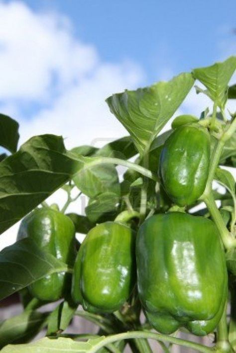 Capsicum Plant, Growing Capsicum, Growing Green Peppers, Healthy Pepper Steak Recipe, Recipes With Banana Peppers, Grow Peppers, Pepper Steak Recipe, Stuffed Peppers Healthy, Growing Peppers