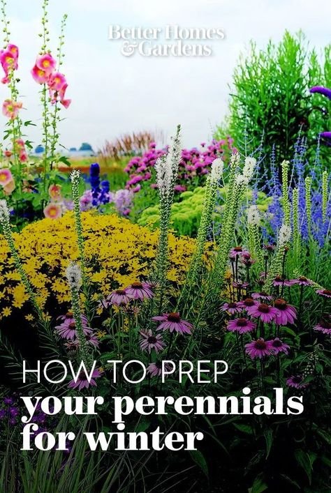 There are several things you can do to help prepare your perennials for winter so they'll come back in good shape next spring. Learn how to prepare your perennial garden for winter. #perennials #perennialgarden #winter #gardening #bhg Winter Perennials, Winter Gardening, Pollinator Plants, Gardening Trends, Native Garden, Perennial Garden, Perennial Plants, Better Homes And Gardens, Garden Planning