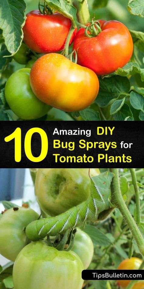 Find out how to protect your tomato plants in your garden from pests like whiteflies and aphids. A natural DIY repellent made from baking soda, a hot pepper, or dish soap works to save your damaged tomato leaves. #homemade #bug #spray #tomato #plants Tomato Bugs, Garden Bug Spray, Bug Spray For Plants, Homemade Insecticide, Pest Spray, Homemade Bug Spray, Diy Bug Spray, Cherry Tomato Plant, Plant Bugs