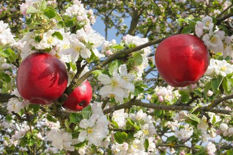 Red apples in apple tree. Surrounded by blossoming apple tree branches , #SPONSORED, #apple, #apples, #Red, #tree, #branches #ad Blooming Apple, Apple Tree Flowers, Apple Tree Blossoms, Blooming Apples, Apple Blossom Flower, Apple Flowers, Candle Fragrance Oil, Mango Sorbet, Gala Apples