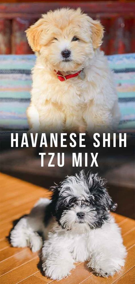 Havanese Shih Tzu Mix: Is the Havashu Right for You? Havanese Mixed Breeds, Shih Tzu Bichon Mix Puppies, Havanese Shih Tzu Mix Dogs, Havashu Dog, Havashu Puppy, Shitzu Mix, Shih Tzu Poodle Mix, Dog Breeds Chart, Havanese Breeders