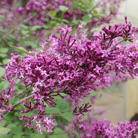 About Bloomerang® Dark Purple Reblooming Lilac Bloomerang® Dark Purple Reblooming Lilac (Syringa ‘SMSJBP7’) is a robust and versatile shrub, featuring deep purple blooms, especially in bud. This deciduous shrub grows to 4-6 feet in height and width, making it ideal for foundation plantings, mixed borders, and decorative containers. Known for its exceptional disease resistance and fragrant flowers, it attracts pollinators like butterflies and offers continuous color from spring through fall. Blooming first in mid to late spring, it takes a brief rest and then reblooms from mid to late summer through to frost. Deer-resistant and thriving in various climates, Bloomerang® Dark Purple is a standout addition to any garden. How to Grow Bloomerang® Dark Purple Reblooming Lilac Bloomerang® Dark Pur Reblooming Lilac, Deer Resistant Shrubs, Candlewicking Embroidery, Tall Shrubs, Dark Purple Flowers, White Flower Farm, Mary Quite Contrary, Lilac Bushes, Lilac Tree