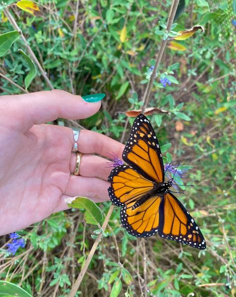 butterfly garden butterfly sanctuary monarch butterfly green nails spring aesthetic Butterfly Exhibit Botanical Gardens, Butterfly Sanctuary Aesthetic, Butterfly Garden Aesthetic, Green Nails Spring, Butterfly Sanctuary, Raising Butterflies, Butterfly Queen, Garden Butterfly, Butterfly House