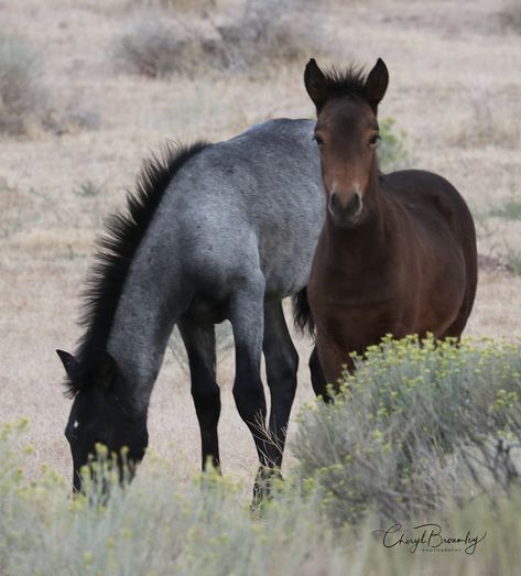 Buckskin Roan Horse, Blue Roan Horse, Roan Horse, Wild Horses Photography, Amazing Horses, Horse Pics, Beautiful Horse Pictures, Mustang Horse, Blue Roan