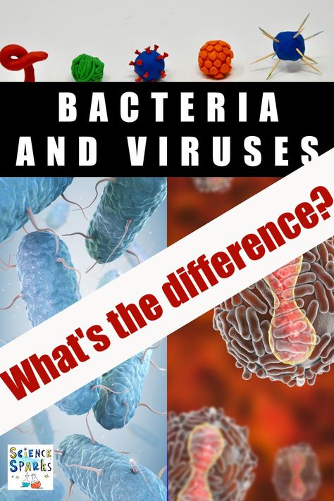 What's the different between bacteria and viruses, find out with these easy science activities for kids Health Science Activities, Microbiology Experiments, Bacteria And Viruses Activities, The Bacteria Is Getting Possessed, Shapes Of Bacteria, Microbiology Bacteria, Kindergarten Health, Body Science, Gross Things