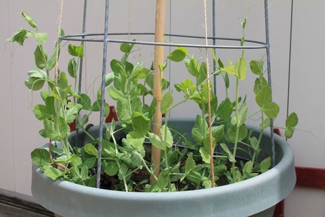 DIY Garden Projects: upside down tomato cages for snow pea trellis Growing Snow Peas Trellis, Peas Garden Trellis, Snap Pea Garden Trellis, Diy Trellis For Peas, Growing Snap Peas In Containers, Gardening Tomatoes, Pea Trellis, Snow Pea, Gardening For Dummies