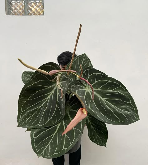 Anthurium King Of Spades, Anthurium Hookeri, Apartment Drawing, Botany Aesthetic, Unique House Plants, Harvest Aesthetic, Green Wall Plants, House Jungle, Garden Jungle