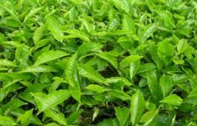 Compositae Family Homeopathy Medicines Tea Plants, Homeopathy Medicine, Tea Plant, Fast Growing Trees, Master Gardener, Types Of Tea, Tea Garden, Grow Your Own Food, All About Plants